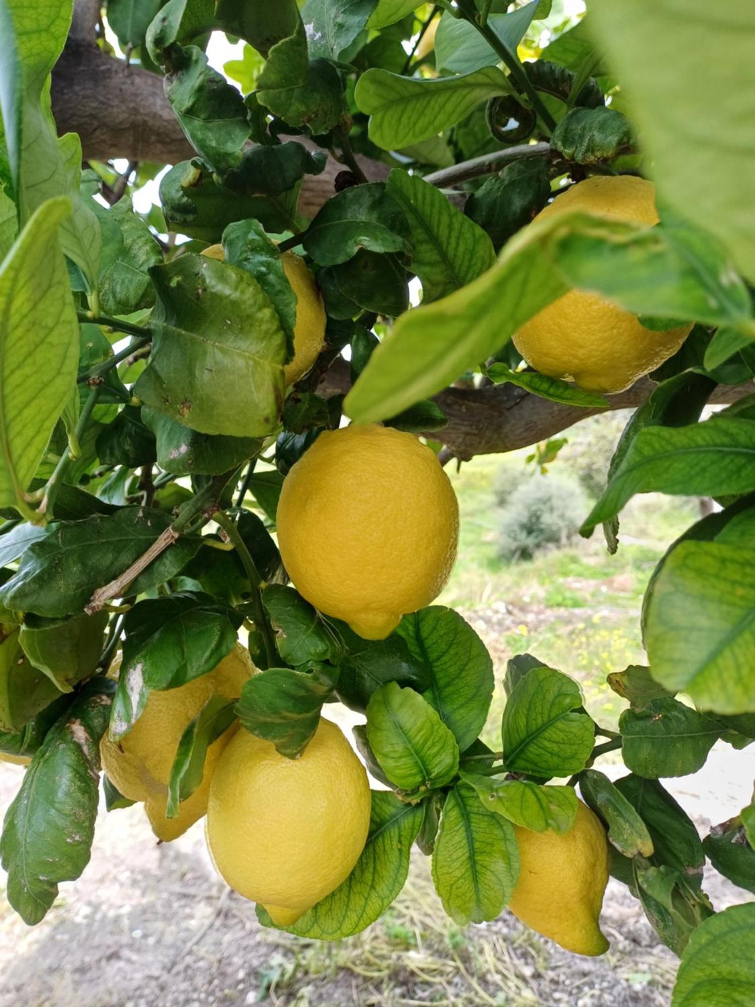 Masseria Torre Saracena Αγκριτζέντο Εξωτερικό φωτογραφία